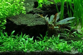 Aquarium Plants Cryptocoryne Parva Bare-root Carpet - £15.72 GBP