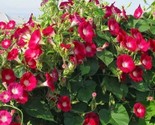 25 Scarlet O&#39;Hara Morning Glory Seeds Fast Shipping - $8.99