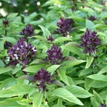 Basil Thai Siam Queen Seeds Thai Basil Seed Ocimum basilicum Anise Basil Asian b - £6.11 GBP