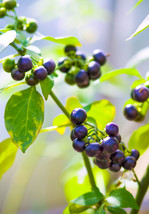 BStore 90 Seeds Wonderberry Sunberry Solanum Burbankii Retroflexum Fruit... - $9.50