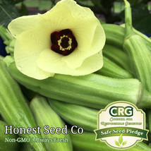 100+ Clemson Spineless Okra Seeds Non-GMO Heirloom USA Grown - £7.73 GBP