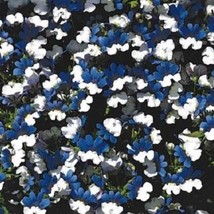 New Fresh Seeds 40 Nemesia Klm Blue And White Bi-Color Annual Flower Seeds - £20.85 GBP