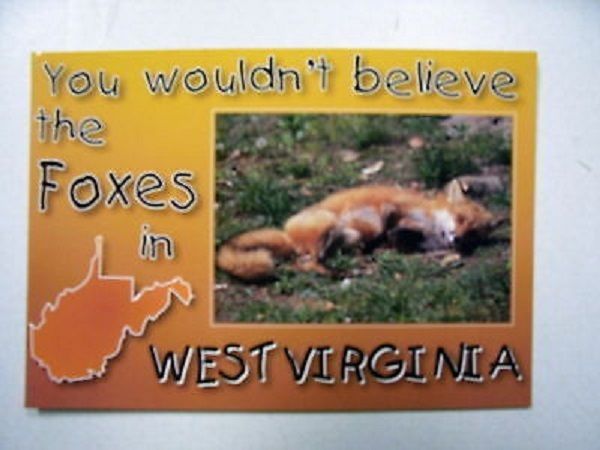 You Wouldn&#39;t Believe all the HOT Foxes in WV Postcard - $3.68