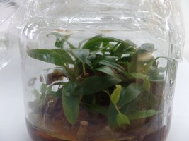 Nepenthes ceciliae in vitro (Tissue Culture) Carnivorous plant - £20.33 GBP