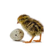 12 Fertile Coturnix Quail Hatching Eggs with Quail Egg Scissors - $12.64