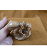 (tb-ins-3-5) tan Praying Mantis Tagua NUT figurine Bali detailed insect ... - $52.71 CAD