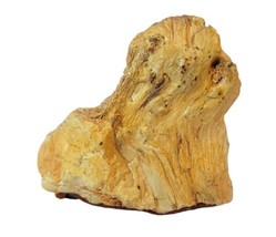 Red Brown 5oz 3 inch Petrified Wood Specimen Glazed W Felt Bottom - £17.48 GBP