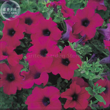 Zixia Hanging Purple Petunia Seeds 200 Seeds Pack A Must Hanging Baskets E4102 N - £9.95 GBP