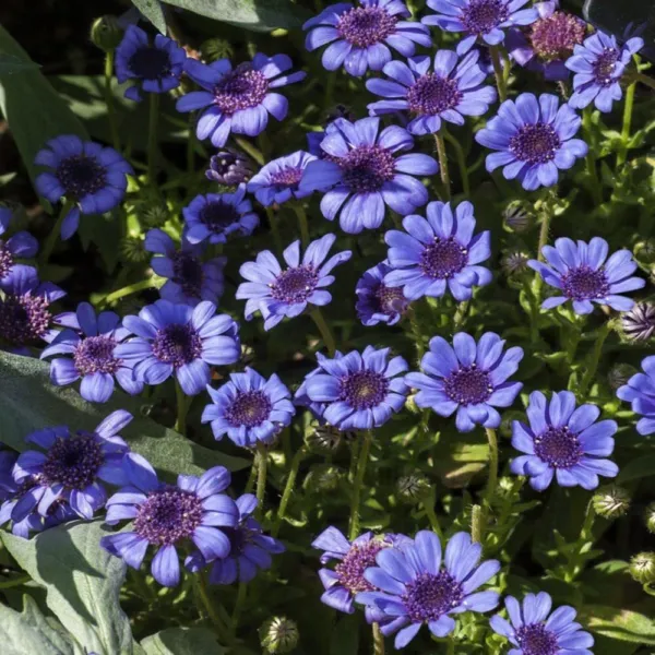The Blue&#39;S Blue Daisy Seeds For Planting (100 Seeds) Felicia Heterophyll... - $21.92