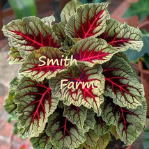 HS 25+ Seeds Dragons Blood Coleus Flowers Red Vain Leaves Garden - £6.08 GBP