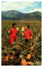 Field Ripe with Kids Eating Pineapple in Field Hawaii Postcard - £7.87 GBP
