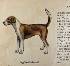 English Foxhound 1939 Dog Breed Art Ole Larsen Color Plate Print Antique... - $468.48 MXN