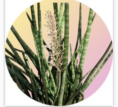 5 cuts Snake Plant Sansevieria Cylindrica 5 cuts unrooted - Snake Plant ... - $473.79 MXN