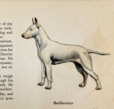 Bull Terrier White 1939 Dog Breed Art Ole Larsen Color Plate Print PCBG17 - £23.72 GBP