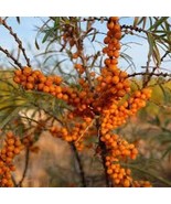 Sea Buckthorn Shrub Sandthorn Swallow Thorn Small Tree 20 Pcs - €10,84 EUR