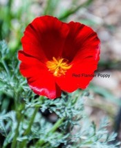 Californian Poppy RED CHIEF 200+BUY 2 GET 1 FREE+Free Garden Tag - £2.58 GBP