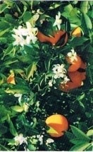 Florida Postcard Oranges and Orange Blossoms Same Time - £2.33 GBP