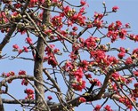 Sale 10 Seeds Red Silk Cotton Tree Bombax Ceiba Kapok Tropical Flower  USA - $9.90