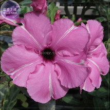 2 Seeds Zi Xia Xian Zi Adenium Desert Rose Purple Single Petals With White Strip - $8.49