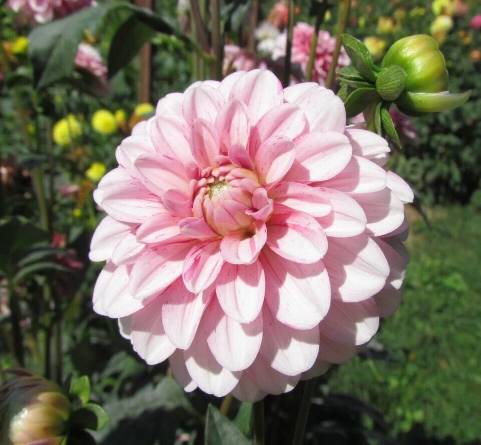 Strawberry Cream Decorative Dahlia Flower Tuber Variegated Pink and White  - $38.99