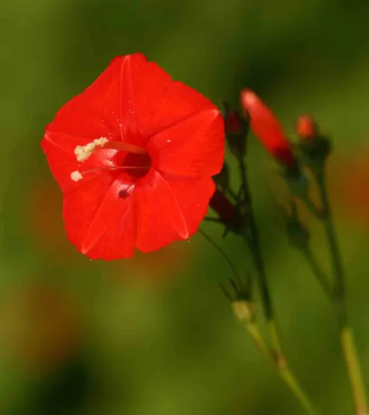 Ipomoea Hederifolia Scarlet Morning Glory 10 Seeds Garden - £19.10 GBP