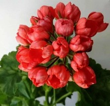 Geranium Dark Red Dense Flowers, 10 Seeds - £9.74 GBP