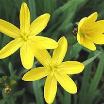 USA SELLER New 10 Yellow Eyed Grass Ornamental Sisyrinchium Californicum... - $14.90