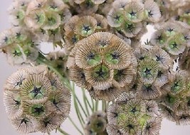 TH 35 Seeds Starflower Pincushion Scabiosa Flower Seeds / Perennial - $14.77