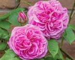 Planted Rose Plant seeds - The Aroma Attracts Butterflies Blooms All Yea... - $6.00