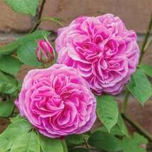Planted Rose Plant seeds - The Aroma Attracts Butterflies Blooms All Yea... - $6.00