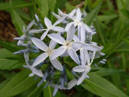 Ozark Shining Bluestar {Amsonia illustris} 30 seeds  - $8.56