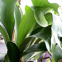 50 Staghorn Fern Platycerium Bifurcatum Fern Spores Seeds Fresh Garden USA Shipp - £11.14 GBP