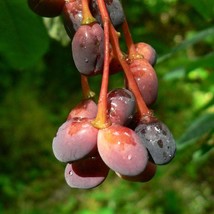 10 Indian Plum Seeds Oemleria Cerasi Mis Oso Berry Edible Fruit Shrub Ex... - $11.00