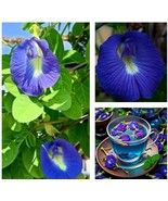 HT 12 Seeds Butterfly Pea Seeds Clitoria Ternatea Asian Pigeonwings Aparajita Fa - $13.32