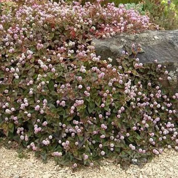 Pinkhead Smartweed (Polygonum Capitatum) (Punching Balls) 50 Seeds Fresh... - $161.05 MXN