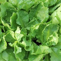 USA Seller Broadleaf Batavian Endive Seeds 500 Seeds - $15.58