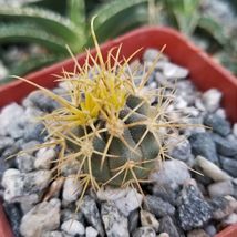 Cacti Ferocactus chrysacanthus cactus Succulent real live plant - £34.67 GBP