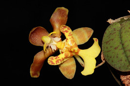 Psychopsiella / Oncidium Limminghei Miniature Orchid Mounted - £41.69 GBP
