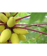 Golden PAPAYA Seeds, Dwarf, Delicious sweet Unique RARE Carica, Kamiya  ... - $7.22 CAD+