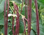 10 Organic Asparagus Red Podded Seeds Chinese Long Beans Seeds Non Gmo F... - $8.99