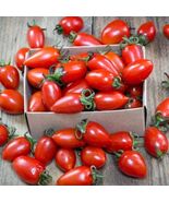 Heirloom Organic San Marzano Tomato Seeds - $4.95