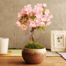 Mini Sakura Flower - Whitish Light Pink Flowers, 10 Seeds D - £11.33 GBP