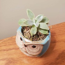 Ghost Plant in Ceramic Owl Pot, Live Succulent, Graptopetalum paraguayense, 2.5" image 2