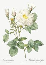 Rosa Alba - White Leaf Of Fleury - 1800&#39;s Pierre Joseph Redoute Botanical Magnet - £9.58 GBP