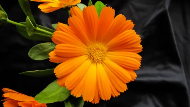 100 Seeds Orange English Marigold (Scotch / Pot Marigold) Calendula Officinalis  - £16.02 GBP