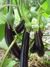 Eggplant Seed, Long Purple, Heirloom, Organic, Non Gmo, 100 Seeds, Garden Seed - £3.11 GBP