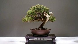 25 Seeds to Grow Bonsai Tree Juniper Bonsai - £15.33 GBP