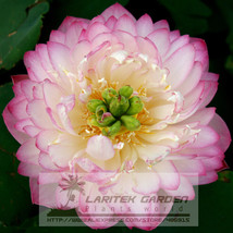 1 Professional Pack, 1 seeds / pack, Luoyang Peonies Lotus Pink Nelumbo Nucifera - £2.44 GBP