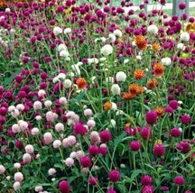 500 Gomphrena Seeds Globe Amaranth / 5 Colors For Fall Winter Blooms Ts - £10.74 GBP