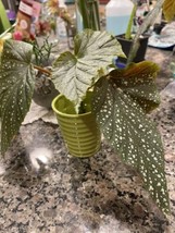 Blessed Angel Wing Begonia ROOTED Starter Plant - $3.99